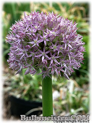 Allium 'Beau Regard'