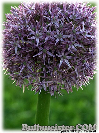 Allium 'Beau Regard'