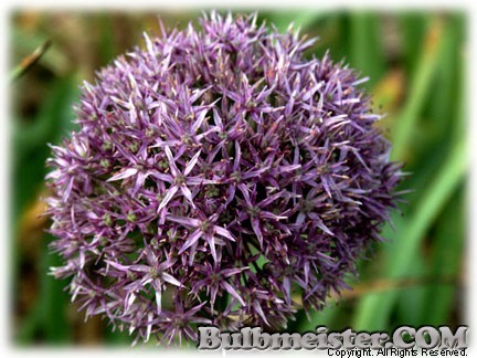 Allium 'Globemaster'