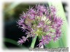 Allium_PurpleSensation050511_01.jpg