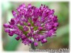 Allium_PurpleSensation070505_01.jpg