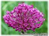 Allium_PurpleSensation070508_01.jpg