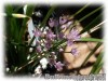 Allium_angulosum01.jpg