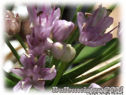 Allium angulosum Mouse Garlic