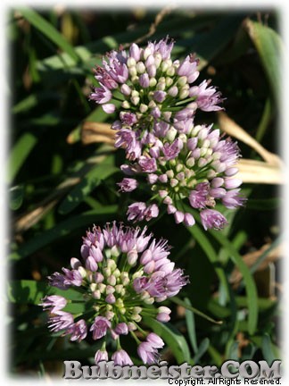 Allium angulosum