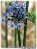 Allium_caeruleum080528_01.jpg