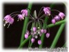Allium_cernuum02.jpg