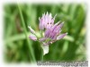 Allium_ledebourianum040617_01.jpg