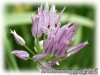 Allium_ledebourianum040617_02.jpg