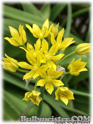 Allium moly 'Jeannine'