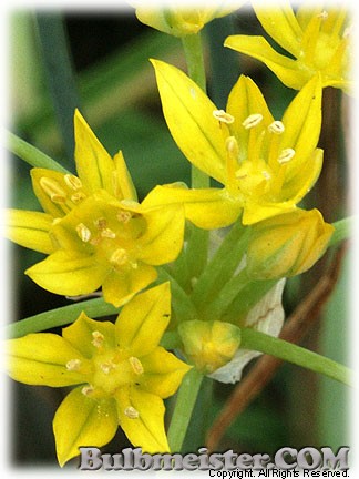 Allium moly 'Jeannine'