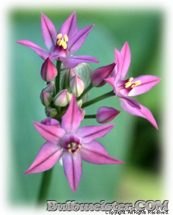 Allium oreophilum