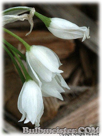 Allium paradoxum var. normale