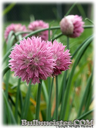 Allium schoenoprasum 'Forescate'