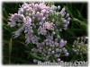 Allium_senescens_montanum080729_01.jpg