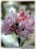 Allium_shoenoprasum_Forescate070515_01.jpg