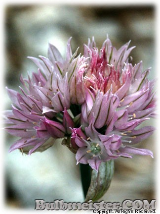 Allium shoenoprasum 'Forescate'