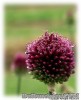 Allium_sphaerocephalon02.jpg