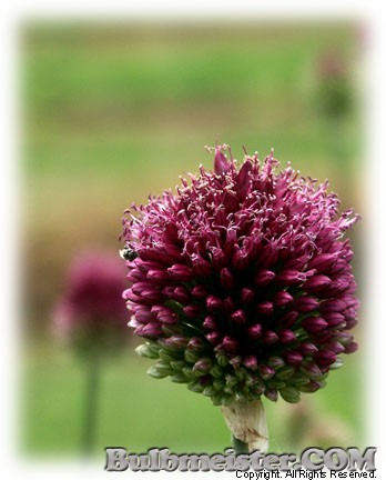 Allium sphaerocephalon drumstick