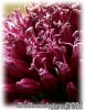 Allium_sphaerocephalon03.jpg