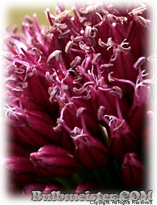 Allium sphaerocephalon drumstick