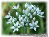 Allium_tuberosum01.jpg