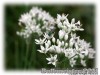 Allium_tuberosum02.jpg
