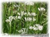Allium_tuberosum040822_01.jpg
