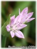 Allium_unifolium070504_01.jpg