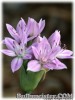 Allium_unifolium070506_01.jpg