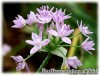 Allium_unifolium070508_01.jpg