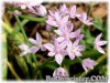 Allium_unifolium070509_01.jpg