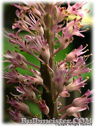 Lachenalia purpureo-caerulea