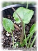 Typhonium_diversifolium040710_01.jpg