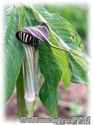 Arisaema concinnum cobra lily