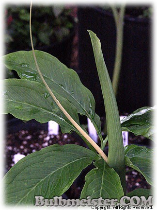 Arisaema draconitum