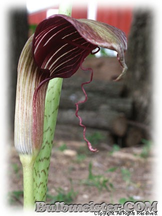 Arisaema speciosum cobra lily