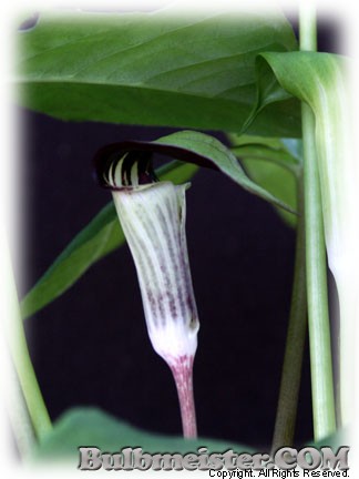 Arisaema triphyllum voodoo lily