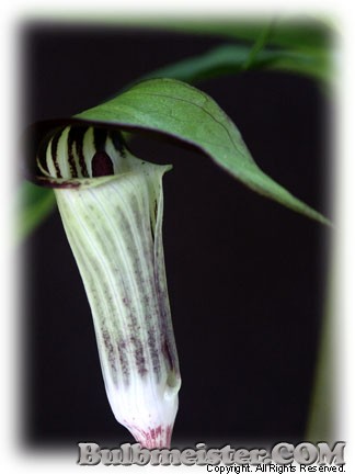 Arisaema triphyllum voodoo lily