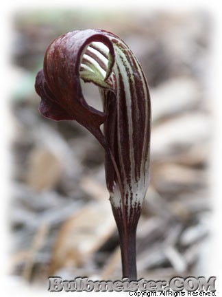 Arisaema verricosum var. utile voodoo lily