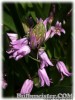 Hyacinthoides_hispanica_BLUE070421_01.jpg