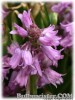Hyacinthoides_hispanica_BLUE070425_01.jpg