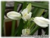 Hyacinthoides_hispanica_WHITE080508_01.jpg