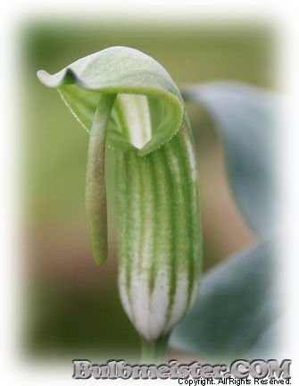 Arisarum vulare var. maculatum