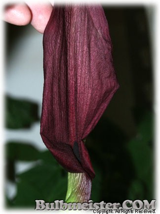 Arum purpureospathum