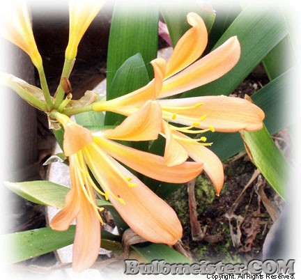 Clivia miniata kafir natal thong lily