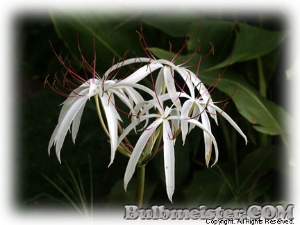 Crinum amoenum swamp lily spider flower