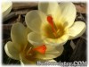 Crocus_chrysanthus_CreamBeauty080309_01.jpg