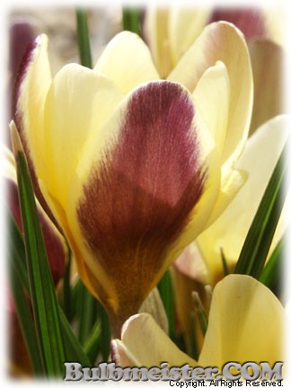 Crocus_chrysanthus_Herald080302