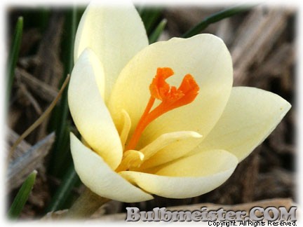 Crocus_chrysanthus_Jeannine080310